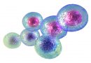 Kök hücre(Stem Cell) nedir ?- Bölüm 1